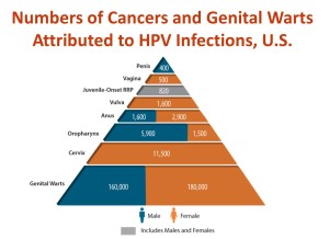 HPV3
